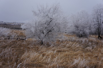 Frosty Trees