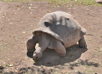 Tortue géante de race Aldabra dans la région de Chamarel, île Maurice