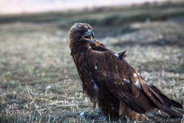 Young golden eagle sits on land in the steppe at Mongolia.
