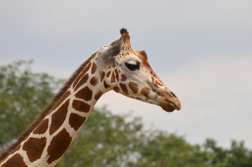 Giraffe