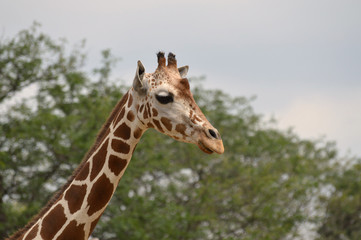 Giraffe