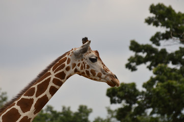 Giraffe