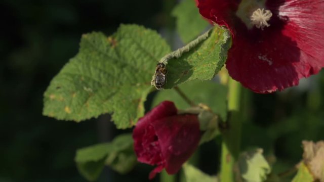 Bee cleans itself and throws away some pollen.