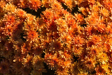 Naklejka na ściany i meble Orange chrysanthemums on flowerbed in the garden