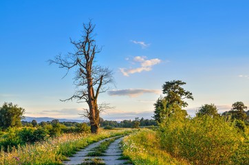 Beautiful summer landscape. Road and lonely tree with colored sky in the background.
