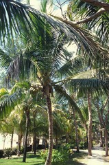 Palmiers et cocotiers sur l'île Maurice