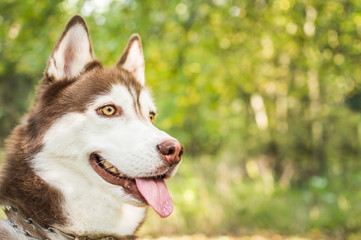 Close Up Young Happy Husky Puppy Eskimo Dog Face