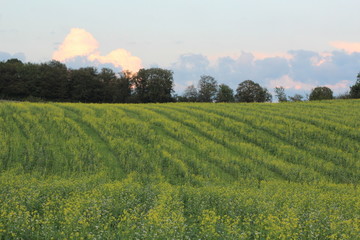 le colza et le couché de soleil