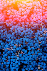 Dark Wine Grapes Background, Dark Grape, Blue Grapes, Wine Grapes