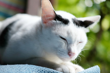 cute black and white cat sitting on the window
