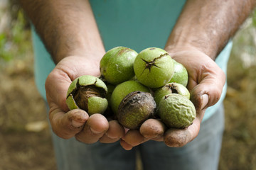 Uncleaned green walnuts in the hands of a farmer