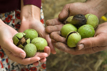 Green unpeeled walnuts in the hands of farmers top view