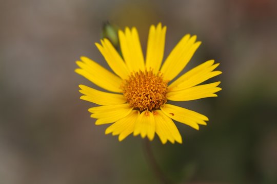 Nug flower (Guizotia abyssinica)