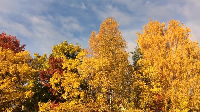 Crown red elm and yellow birch on sky background. Golden autumn.