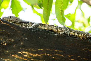 Water Monitor Lizard (Varanus salvator) on tree in thailand, asian