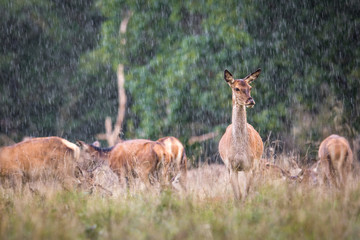 Naklejka na ściany i meble Red deer, Cervis elaphus, female standing in the rain, with a herd and forest in the background