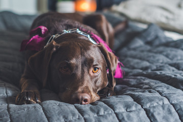 Labrador Dog Amazing Bed
