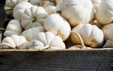 White pumpkins in the box