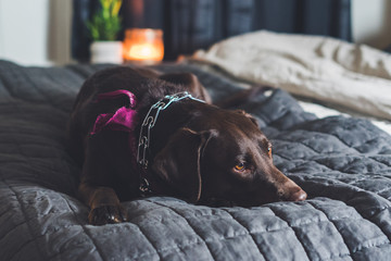 Labrador on beutiful bed