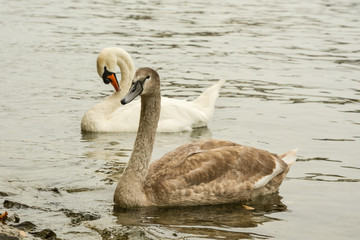Black and white swan couple on lake
