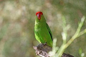 Black-winged lovebird (Agapornis taranta)