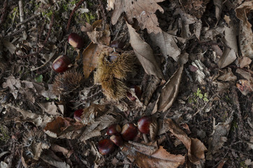 chesnut in nature