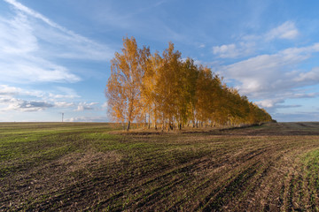 Fototapeta na wymiar autumn landscape with yellow birches in the field