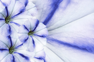 Floral white-blue beautiful background.  Flower composition.    White-blue  flower  Petunia. Petals of flower close-up.  Nature.