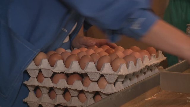 Eggs grading by weight and packaging production line at chicken farm