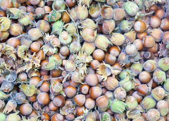 Hazelnuts.Just from the forest