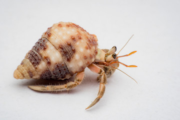 Land hermit crabs, Coenobita, hermit crabs