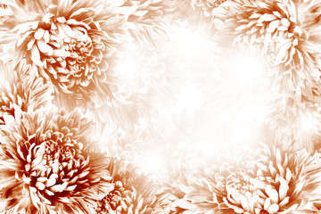 Floral red-white beautiful background.  Flower composition.   Frame of  red-white  flowers Asters  on white background.   Nature.