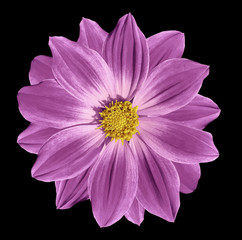 Pink  flower daisy on the black isolated background with clipping path. Closeup. Nature.