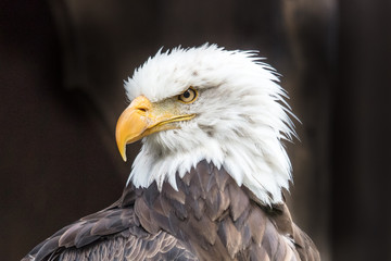 Obraz premium weißkopfadler