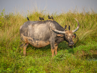 Obraz premium many bird on buffalo 's head