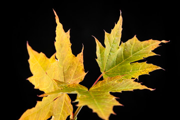 tree leaf autumnal maple, Acer platanoides