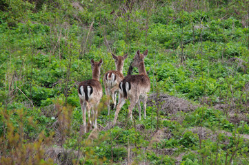 Wild roe deers