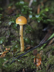 Snakeskin Brownie, Natternstieliger Schwefelkopf (Hypholoma marginatum)