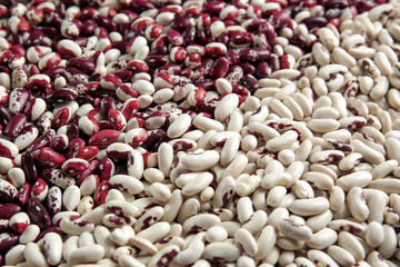 Different types of haricot beans, closeup