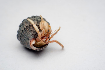 Land hermit crabs, Coenobita, hermit crabs