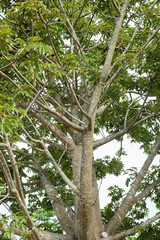 Fototapeta premium The branches of the Baobab tree