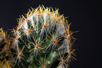 Texture of Cactus plant close-up on black background . soft focus