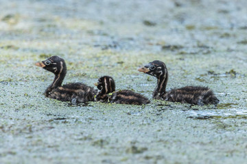 zwergtaucher
