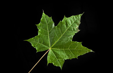 tree leaf autumnal maple, Acer platanoides
