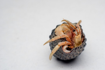Land hermit crabs, Coenobita, hermit crabs