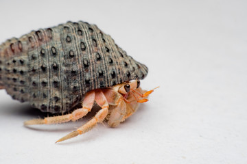 Land hermit crabs, Coenobita, hermit crabs