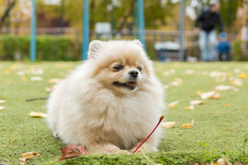 Little dog lying on the grass