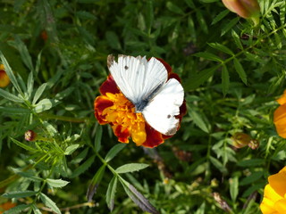 Obraz premium butterfly