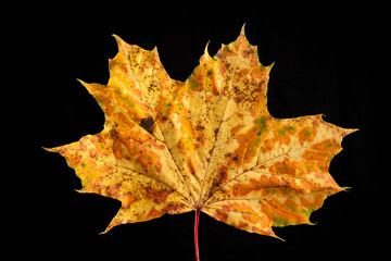 tree leaf autumnal maple, Acer platanoides