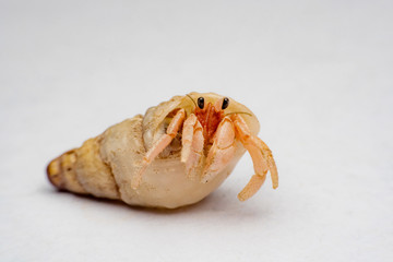 Land hermit crabs, Coenobita, hermit crabs